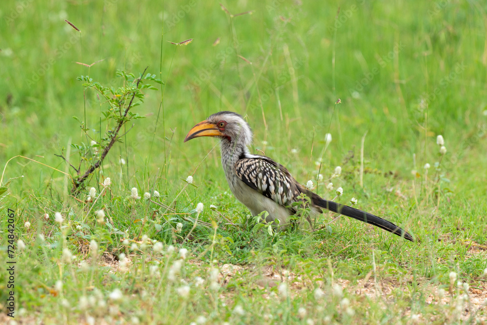 Fototapeta premium Calao leucomèle,.Tockus leucomelas, Southern Yellow billed Hornbill, Parc national Kruger, Afrique du Sud