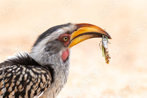 Calao leucomèle,.Tockus leucomelas, Southern Yellow billed Hornbill, Mante, mantis, Parc national Kruger, Afrique du Sud