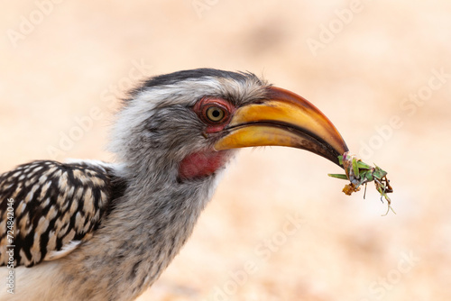 Calao leucomèle,.Tockus leucomelas, Southern Yellow billed Hornbill, Mante, mantis, Parc national Kruger, Afrique du Sud