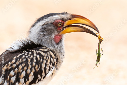 Calao leucomèle,.Tockus leucomelas, Southern Yellow billed Hornbill, Mante, mantis, Parc national Kruger, Afrique du Sud