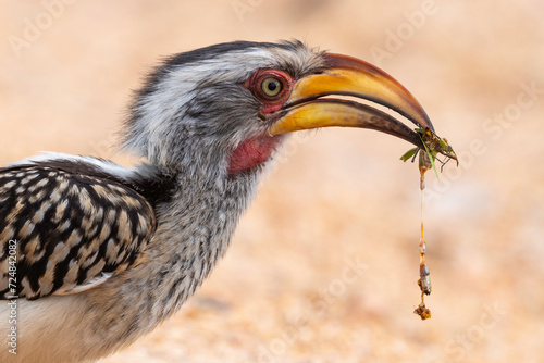 Calao leucomèle,.Tockus leucomelas, Southern Yellow billed Hornbill, Mante, mantis, Parc national Kruger, Afrique du Sud