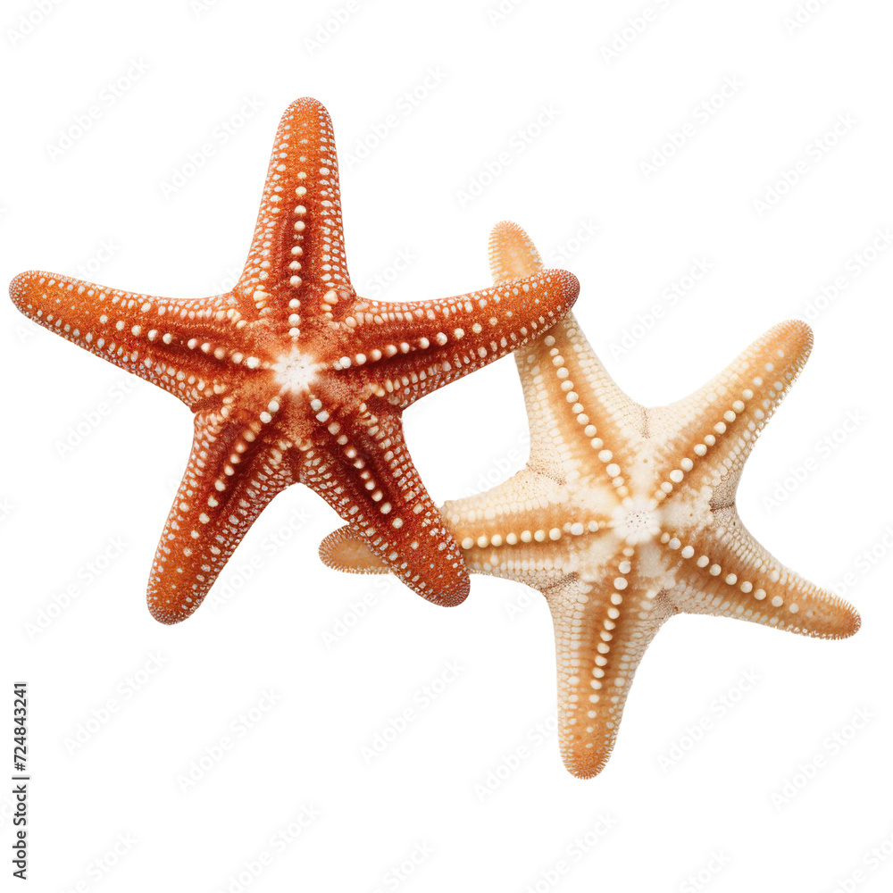 Starfishes or sea stars isolated on transparent or white background Starfishes or sea stars isolated on transparent or white background