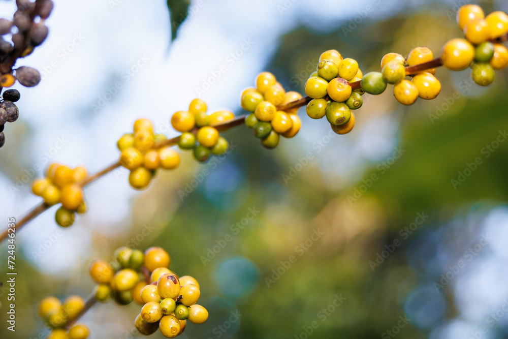 yellow coffee beans on the branch in the coffee plantation in the valley, coffee planting project in the forest at Doi Thep Sadet Didtrict, Chiang Mai, Thailand,