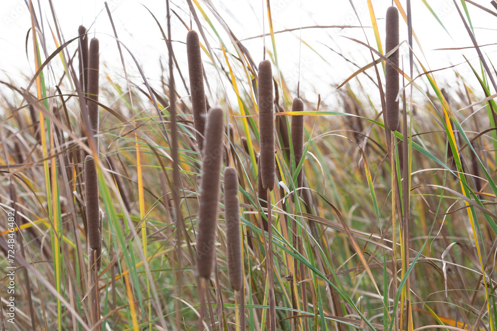 Fototapeta premium Schilf Pflanzen an der Elbe