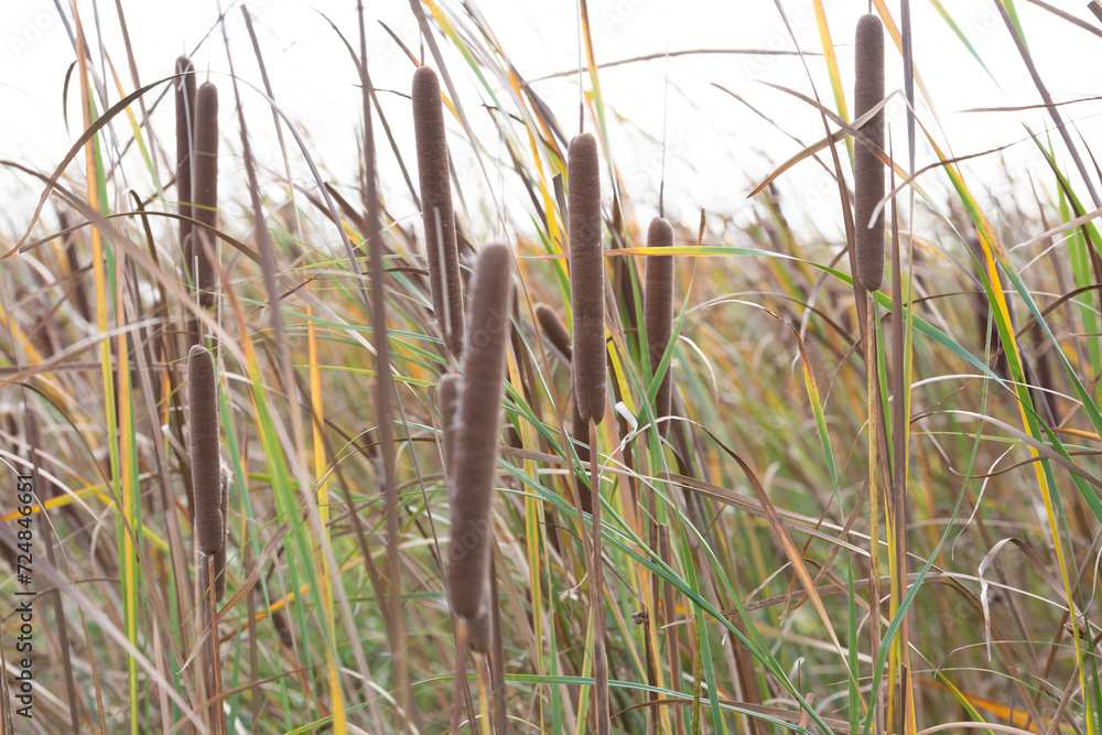 Fototapeta premium Schilf Pflanzen an der Elbe