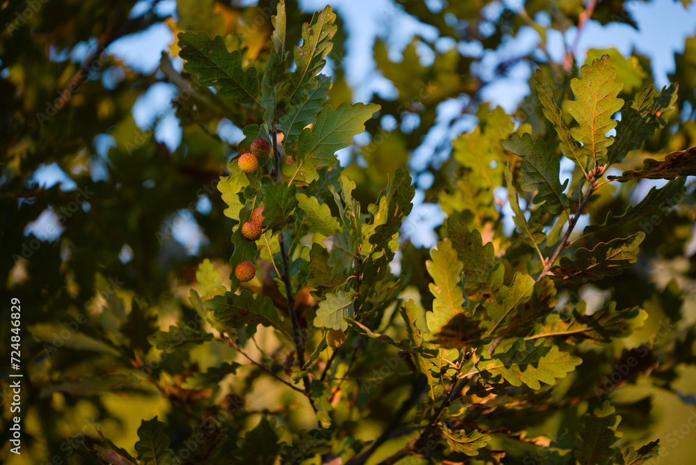 gale on oak leaves. abnormal growth made by parasitic insects on Quercus robur gale on oak leaves. abnormal growth made by parasitic insects on Quercus robur