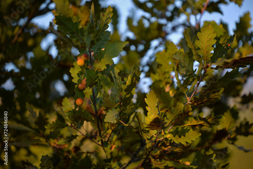 gale on oak leaves. abnormal growth made by parasitic insects on Quercus robur