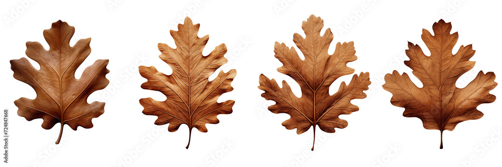 Set of a brown oak leaf isolated on white, in the style of A Ndi Fairhurst, Daniel ashram on a Transparent Background Set of a brown oak leaf isolated on white, in the style of A Ndi Fairhurst, Daniel ashram on a Transparent Background