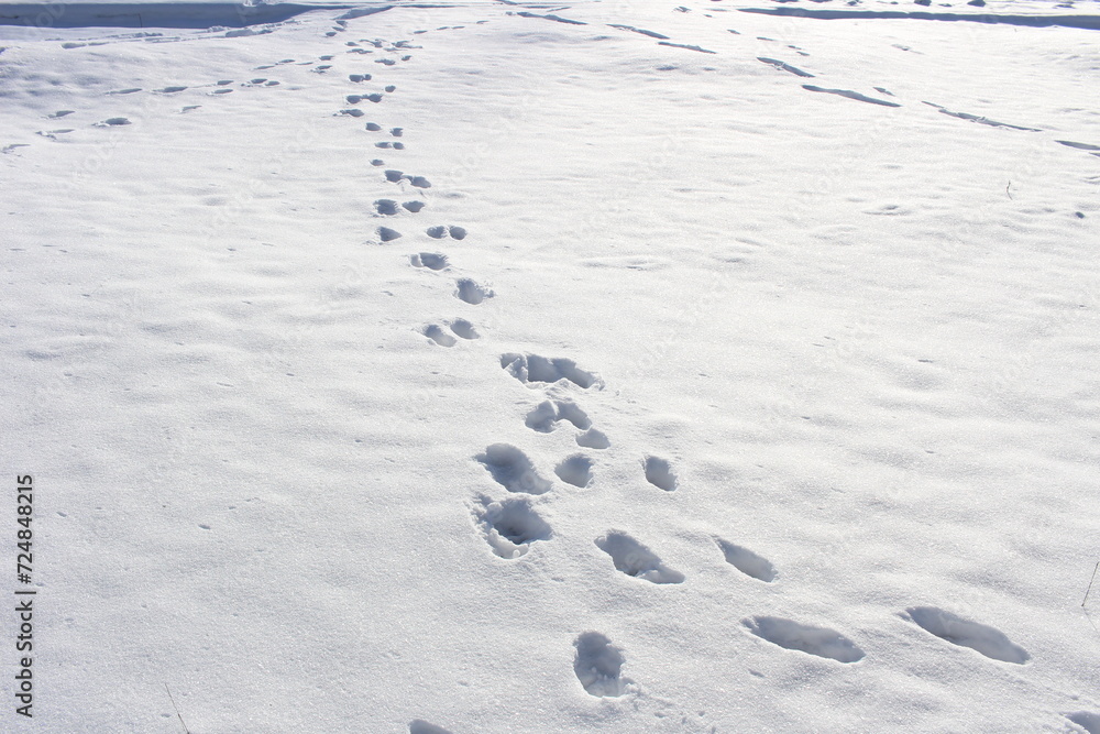 footprints on white snow in the forest in winter footprints on white snow in the forest in winter