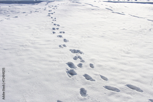 footprints on white snow in the forest in winter