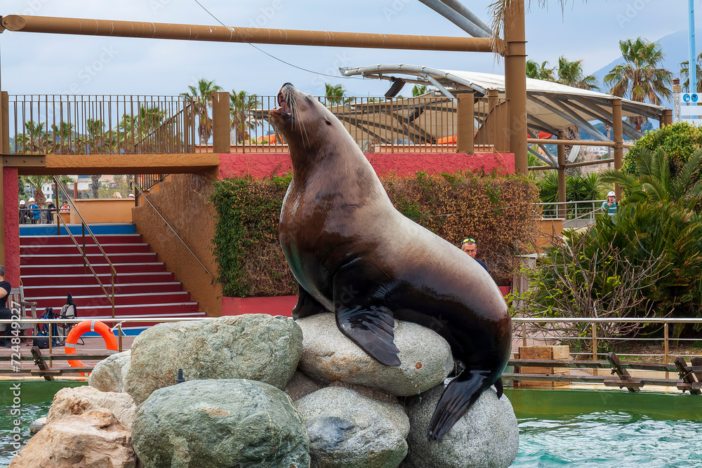 Fototapeta premium lion de mer, Marlneland, Antibes, France, 2023 