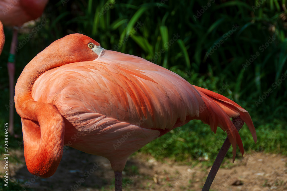 flamant rose, Marlneland, Antibes, France, 2023 flamant rose, Marlneland, Antibes, France, 2023