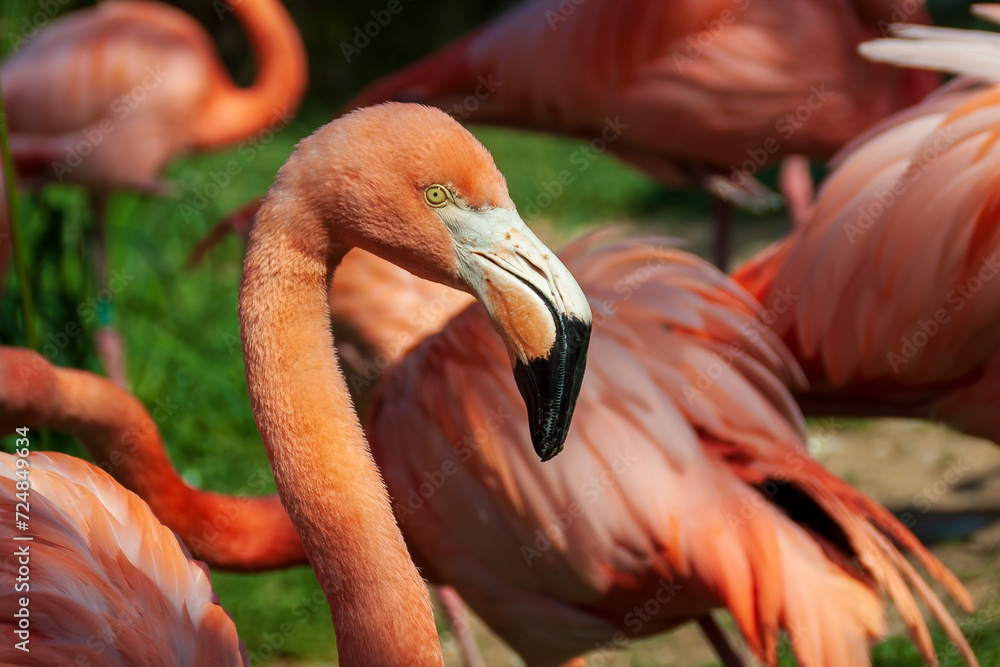 Fototapeta premium flamant rose, Marlneland, Antibes, France, 2023 