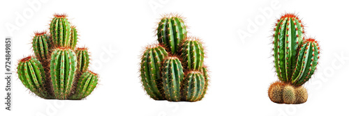 Set of A Cactus plant isolated, on a Transparent Background