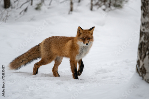 Common fox © Андрей Бородкин