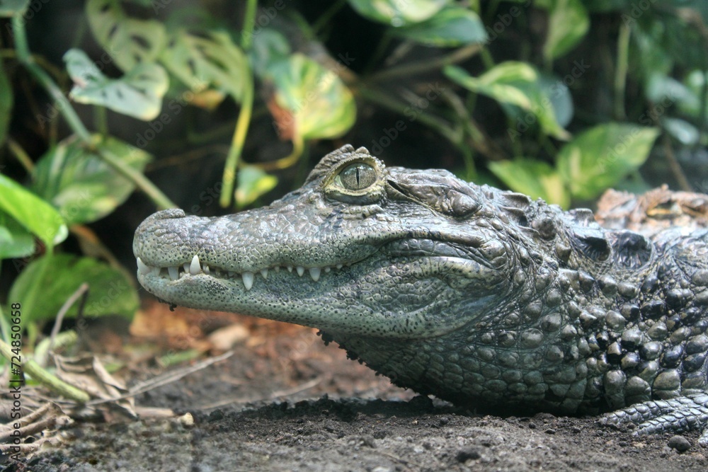 Obraz premium Breitschnauzenkaiman