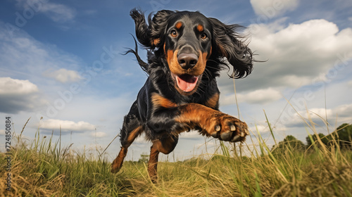 dog, Gordon Setter running on a grass  photo