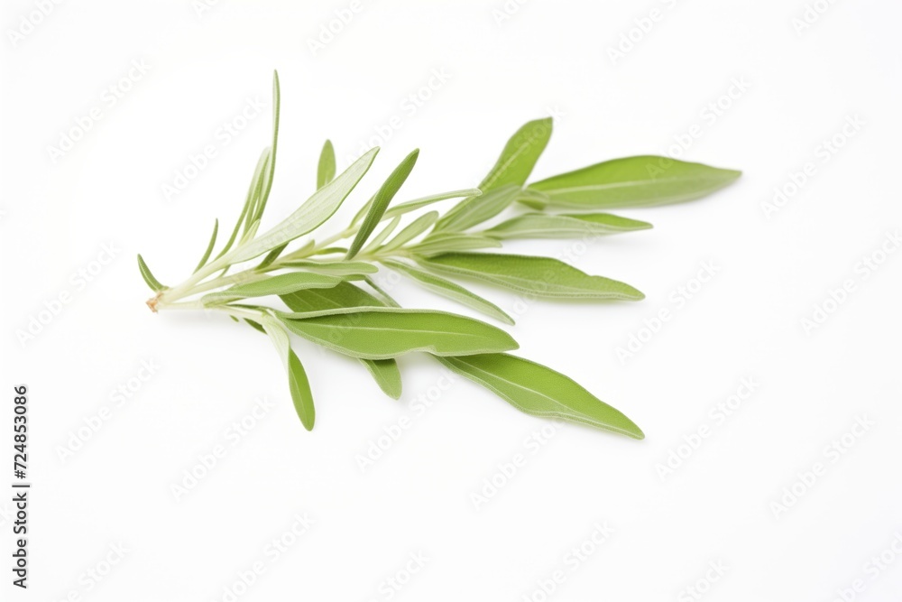 Fototapeta premium stevia leaves on a white background
