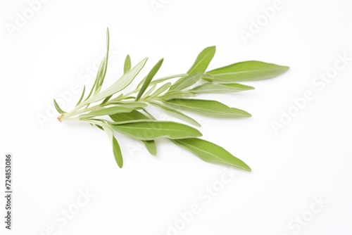 stevia leaves on a white background