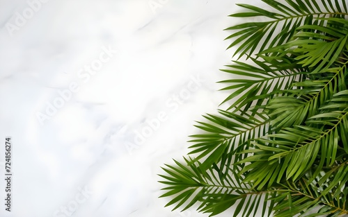 palm leaves shrubs corner and sides on white background