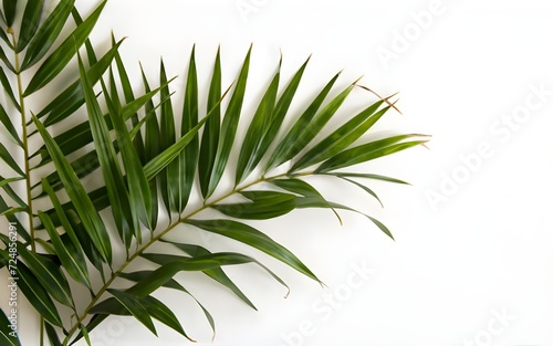 palm leaves shrubs corner and sides on white background