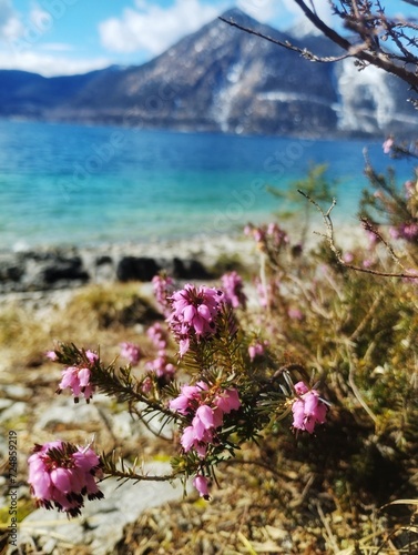 Frühling und Frühlingsblumen in den Bergen © SchwarzfischerMiriam