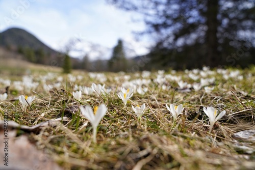 Frühling und Frühlingsblumen in den Bergen © SchwarzfischerMiriam