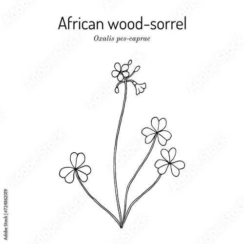 African wood-sorrel  Oxalis pes-caprae   edible and medicinal plant