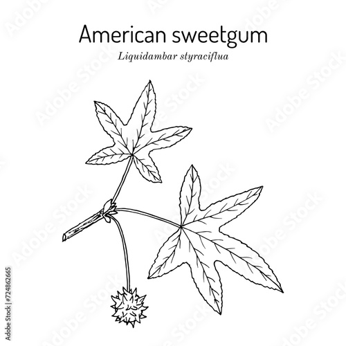 American sweetgum (Liquidambar styraciflua), medicinal plant photo