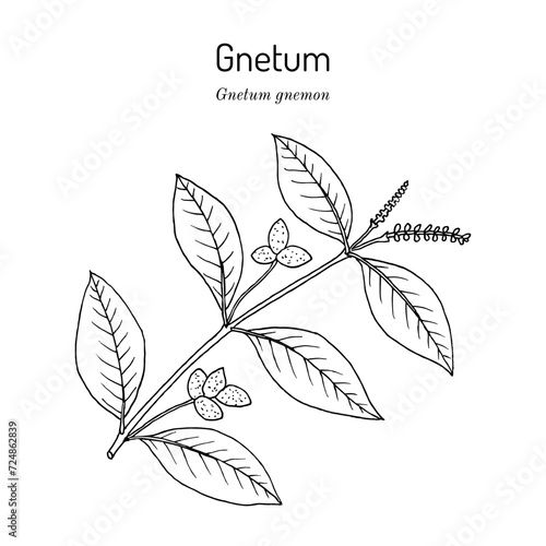 Gnetum (Gnetum gnemon), edible and medicinal plant