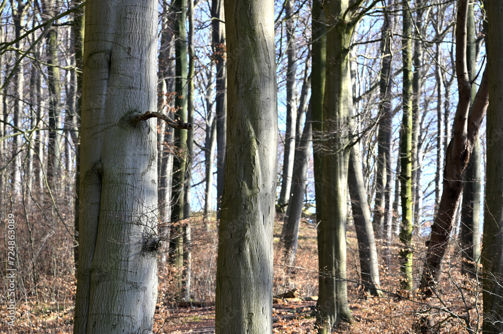Naklejka premium Jasmund National Park primeval forest