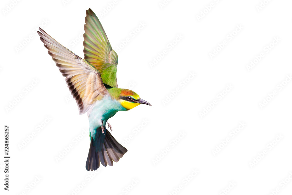 colorful bird in flight on a white background