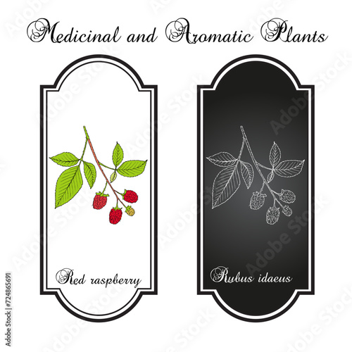 Red Raspberry or Rubus idaeus, edible and medicinal plant