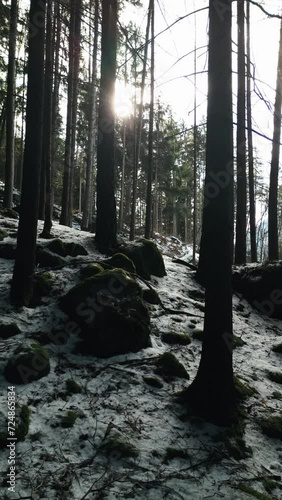 Drone shoot morning in the forest