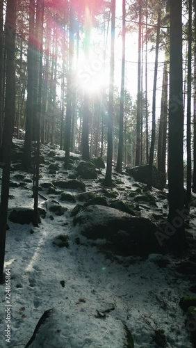 Drone shoot morning in the forest