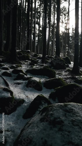 Drone shoot morning in the forest