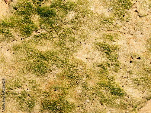 Layer of single-celled algae and other bacteria on tidal flat, Slijkgat inlet of North Sea south of Rotterdam, Netherlands photo