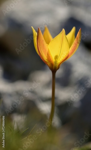 Wild tulip in morning sun