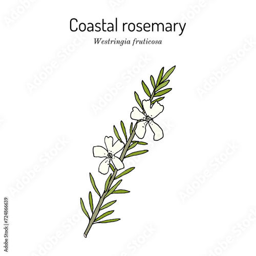 Coastal rosemary (Westringia fruticosa), medicinal plant