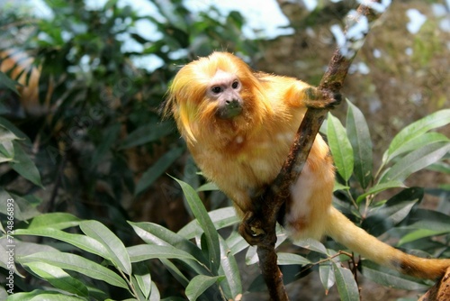goldgelbes Löwenäffchen