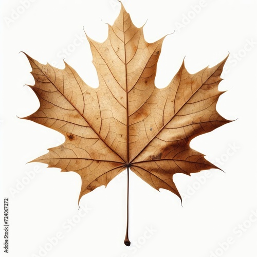A single, dried maple leaf. The leaf is yellowish-brown, indicating it has fallen and dried out. There are visible veins and lines on the leaf, adding texture and detail