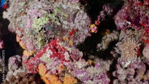 Colored Coral Structures in a night dive in the Maldivian Archipelago in the Indian Ocean photo