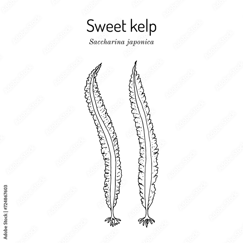 Sweet Kelp (Saccharina lattisima), edible and medicinal seaweed Sweet Kelp (Saccharina lattisima), edible and medicinal seaweed