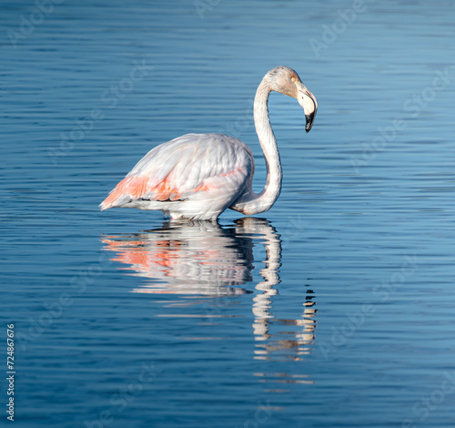 FLamingo num lago