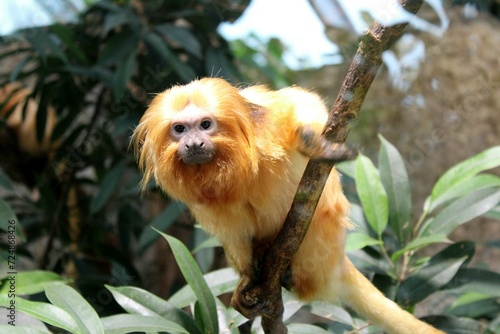 goldgelbes Löwenäffchen