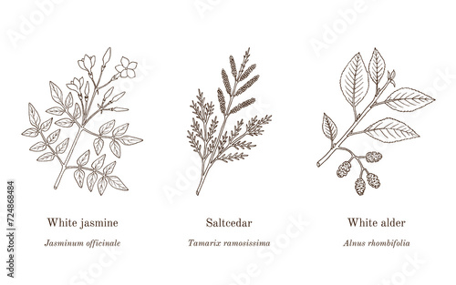 Collection of edible and medicinal plants