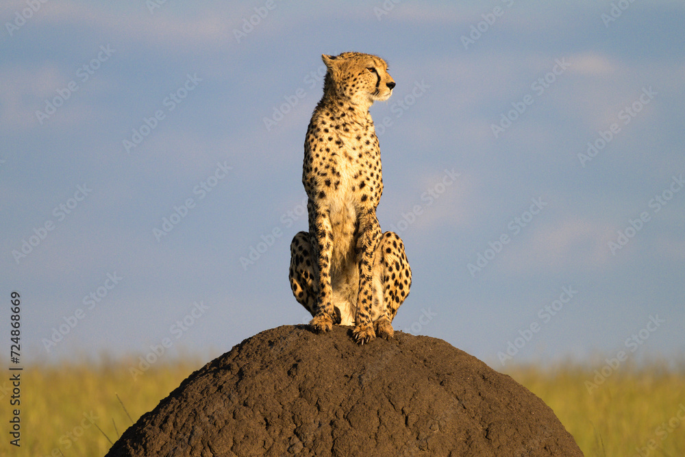 Fototapeta premium cheetah sitting on termite hill against blue sky