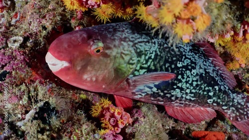 Colored Parrotfish sleeping in the Coral Reef in a night dive in the Maldivian Archipelago in the Indian Ocean photo