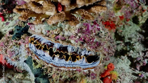 Thorny oyster on the Coral Reef in a night dive in the Maldivian Archipelago in the Indian Ocean photo