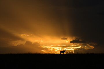 Wandcirkels Antilope Topi antilope silhouet tegen avondlucht  © Peter